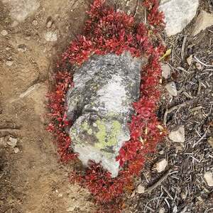 Fundraising Page: Jennifer Shamp